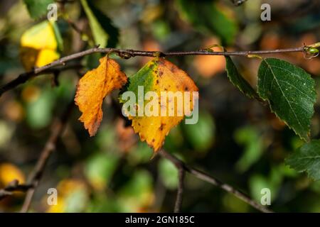 Birkenblätter wechseln im Herbst ihre Farbe Stockfoto