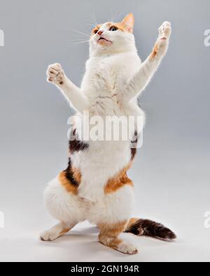 Studioportrait einer Calico-Katze, die unbeholfen auf zwei Beinen steht, mit einem humorvollen Ausdruck. Stockfoto