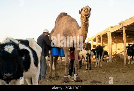 Mann melkt sein Kamel auf seiner Farm, Turkistan, Kasachstan, Zentralasien Stockfoto