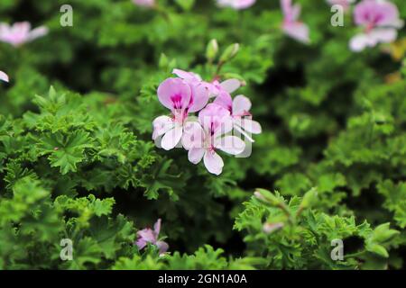 Eine Citronella-Pflanze in voller Blüte mit rosa Blüten Stockfoto