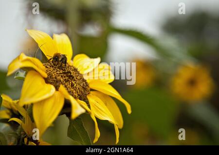 Bienen sammeln Pollen auf einer Spätsommer-Sonnenblume Stockfoto