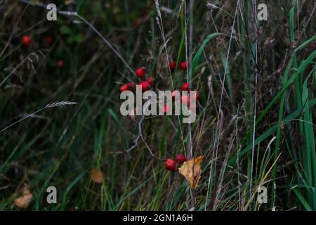 Unschärfe viele rote reife Beeren auf dünnen Buschzweigen in Park oder Wald. Holly Pflanze, ilex verticillata, auf Herbstwald. Nahaufnahme mit grüner Struktur. Kraut Stockfoto