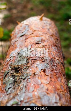 Unschärfe-Textur von Baumrinde. Baumstamm aus Kiefern im Herbstwald. Säge Holz. Säge Schnitt einer großen Kiefer. Natur Holz draußen, im Freien. Draufsicht. V Stockfoto