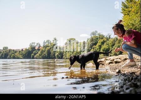 Hundebesitzerin techet ihren schwarzen labrador-Welpen, um einen Holzstock aus dem Fluss zu holen. Stockfoto