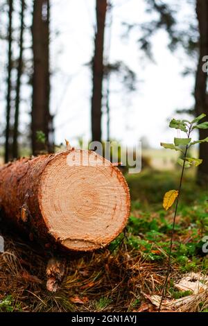 Unschärfe log von Kiefern im Herbstwald. Säge Holz. Säge Schnitt einer großen Kiefer. Natur Holz draußen, im Freien. Vertikal. Sägewerk-Industrie. Aus o Stockfoto