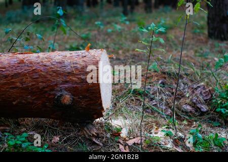 Unschärfe log von Kiefern im Herbstwald. Säge Holz. Säge Schnitt einer großen Kiefer. Natur Holz draußen, im Freien. Seitenansicht. Sägewerk-Industrie. Aus Stockfoto