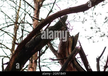 Unschärfe gebrochene alte Kiefer nach Sturm im Wald. Alter Baumstamm und Äste. Draußen, draußen. Naturschäden. Weißer Himmel. Nicht fokussiert. Stockfoto