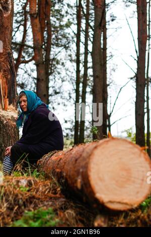 Unschärfe-Porträt der russischen Großmutter ältere alte Frau sitzt auf log in Kiefernherbstwald. Alte Frauen in Mantel und Schal. Traurige Person. Naturhinterzieher Stockfoto