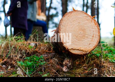 Unschärfe-Nahaufnahme Baumstamm von Kiefern im Herbstwald. Säge Holz. Säge Schnitt einer großen Kiefer. Natur Holz draußen, im Freien. Menschen Silhouetten Stockfoto