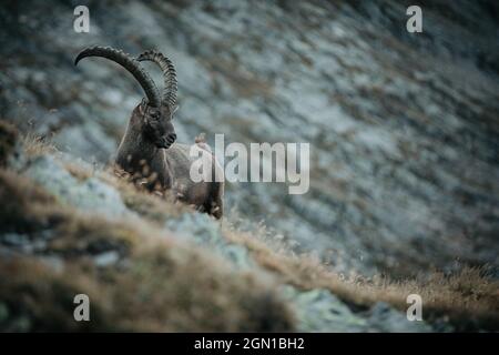 Steinbock in den schweizer Bergen, schweiz, Berge, wild, Steinbock, Stockfoto