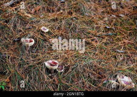 Unschärfe-Gruppe von roten Täubling-Pilzen zwischen trockenem Gras, Blättern und Nadeln. Essbare Pilze wachsen im grünen Wald. Boletus versteckt sich im Boden. Oben Stockfoto