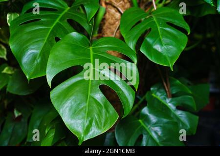Monstera thai Sternbild mit bunten schönen Blättern von tropischen Pflanzen. Schöne und ungewöhnliche Blätter von bunten Monstera vor dem Hintergrund anderer grüner Pflanzen und Äste. Stockfoto