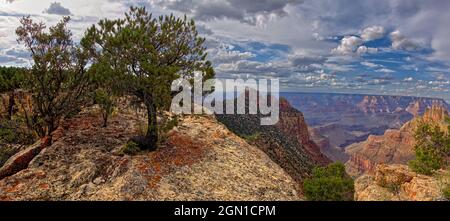 Grand Canyon Arizona Blick von einer Klippe in der Nähe des Gipfels von Buggeln Hill am Südrand. Auf der linken Seite ist eine Kiefer, die aus massivem Gestein wächst und zeigt Stockfoto