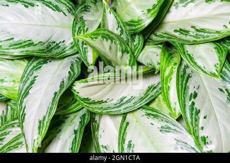 Aglaonema Silberbucht als natürlicher Hintergrund aus grünen Blättern mit weißen Flecken. Innenansicht der Pflanze von oben Stockfoto