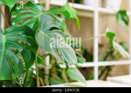 Monstera thai Sternbild mit bunten schönen Blättern von tropischen Pflanzen. Schöne und ungewöhnliche Blätter von bunten Monstera vor dem Hintergrund anderer grüner Pflanzen und Äste. Stockfoto