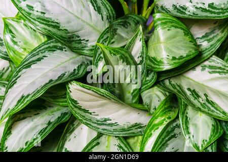 Aglaonema Silberbucht als natürlicher Hintergrund aus grünen Blättern mit weißen Flecken. Innenansicht der Pflanze von oben Stockfoto