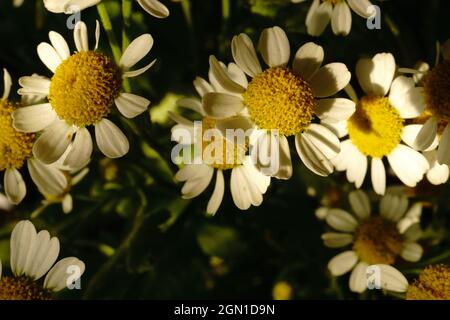 Kamillenblüten Stockfoto