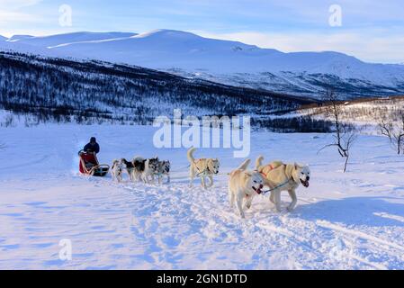 Hundeschlittentour in der Nähe von Indset, Björn Klauer &#39;s Husky Farm, Bardufoss, Norwegen Stockfoto