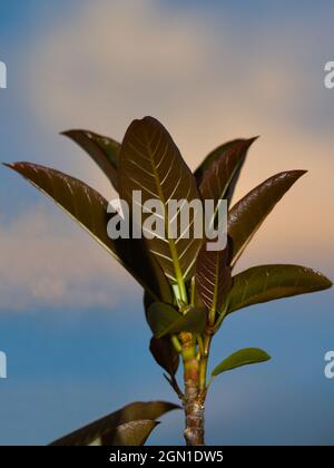 Kleiner, von Blitzlicht erleuchteter Ficusbaum, unter einem blauen Himmel mit orangefarbenen Wolken in der Dämmerung. Stockfoto