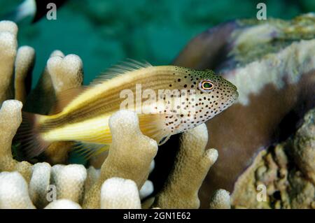 Sommersprossen-Falkenfisch, Paracirrhites forsteri, auf der Insel Sipadan, Sabah, Malaysia. Tiefe: 3.5m. Stockfoto