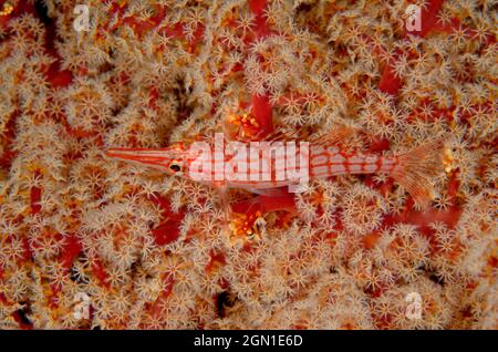 Langnasen-Falkenfisch, Oxycirrhites typus, in Tulamben, Bali, Indonesien. Tiefe: 17,8 m. Stockfoto