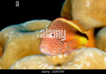 Sommersprossen-Falkenfisch, Paracirrhites forsteri, auf den Misool-Inseln, Indonesien. Tiefe: 9,2 m. Stockfoto