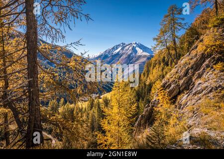 Herbstlärchen und schneebedeckte Berggipfel im Kalser Tal, Kals am Großglockner, Osttirol, Tirol, Österreich Stockfoto