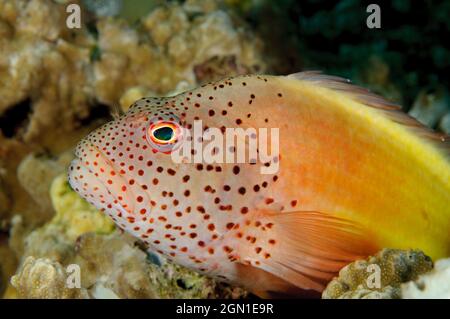 Sommersprossen-Falkenfisch, Paracirrhites forsteri, auf der Insel Sipadan, Sabah, Malaysia. Tiefe: 7,5 m. Stockfoto