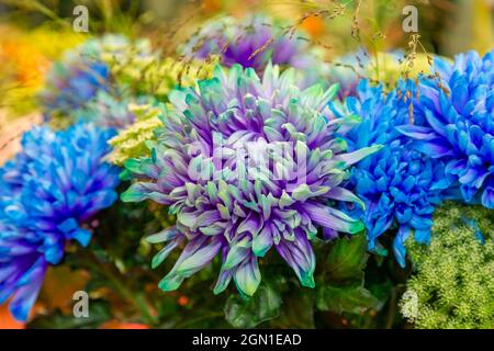 Chrysantheme Blume, Nahaufnahme von blau mit lila Stockfoto