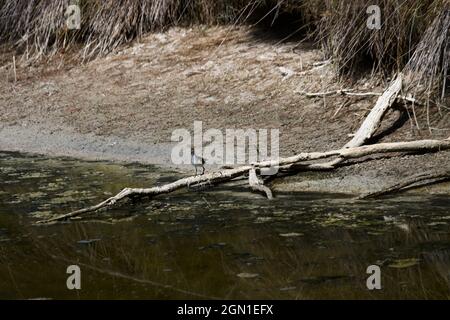 Bild eines Actitis hypoleucos auf der Suche nach Nahrung am Ufer des Albufera Sees in Valencia (Spanien) Stockfoto