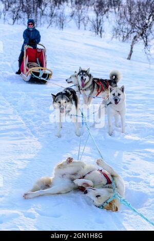 Hundeschlittentour in der Nähe von Indset, Björn Klauer &#39;s Husky Farm, Bardufoss, Norwegen Stockfoto