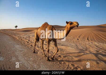 Kamele verläuft entlang der Straße durch die Wüste, in der Nähe von Arabian Nights Village, Razeen-Gebiet von Al Khatim, Abu Dhabi, Vereinigte Arabische Emirate, Naher Osten Stockfoto