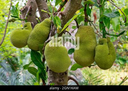 Jackfrucht-Baum voller reifer holpriger großer Früchte, tropischer Baum, der vor allem in Asien, Afrika oder Südamerika wächst und eine Frucht mit strangigen Fruchtfleisch produziert Stockfoto