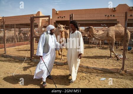 Zwei Männer und Dromedarinnen auf dem Al Ain Kamelmarkt, Al Ain, Abu Dhabi, Vereinigte Arabische Emirate, Naher Osten Stockfoto