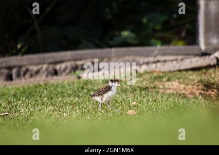 Baby maskierte Kiebitz gehen auf grünem Gras. Stockfoto