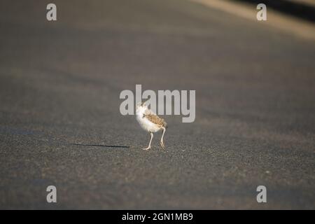 Baby maskierte Kiebitz gehen auf grünem Gras. Stockfoto