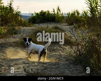 Jack Russell Terrier spielt im Freien. Stockfoto