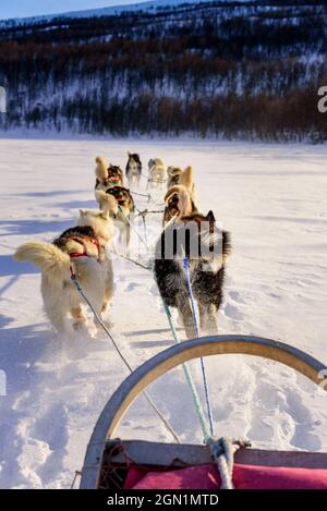 Hundeschlittentour in der Nähe von Indset, Björn Klauer &#39;s Husky Farm, Bardufoss, Norwegen Stockfoto