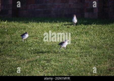 Baby maskierte Kiebitz gehen auf grünem Gras. Stockfoto