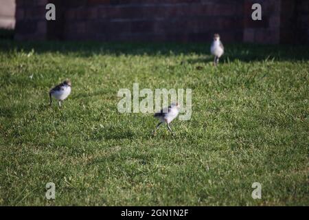 Baby maskierte Kiebitz gehen auf grünem Gras. Stockfoto