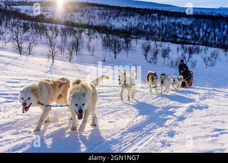 Hundeschlittentour in der Nähe von Indset, Björn Klauer &#39;s Husky Farm, Bardufoss, Norwegen Stockfoto