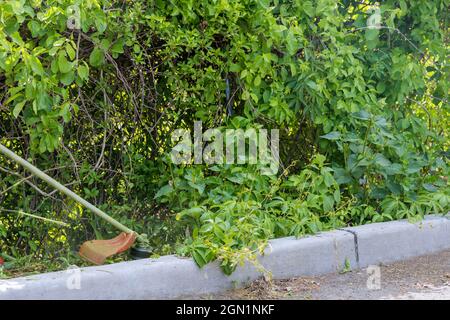 Professioneller Mann mäht das Gras am Straßenrand Stockfoto