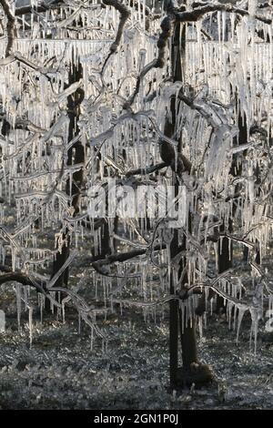 Frostschutz, vereiste Aprikosenbäume, Wachau, Niederösterreich, Österreich Stockfoto