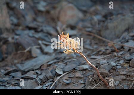 Rote Ameisen suchen Nahrung auf braunen Ästen. Arbeitsamant geht auf den Ästen, um das Nest in der Wüste zu schützen. Stockfoto