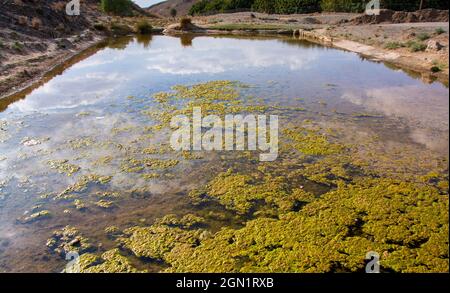 Verlassene öffentliche Fischbecken voller Grünalgen in der Wüste, Baukonzept, schmutziges Wasser im alten Schwimmbad oder Fischbecken im iran Stockfoto