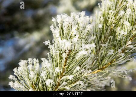 Nach dem Frost sind die Nadeln mit Frost bedeckt, der in der Sonne scheint, selektiver Fokus Stockfoto