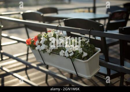 Blumen in einem Topf hängen am Zaun. Gartenpflanzen in der Stadt. Stockfoto