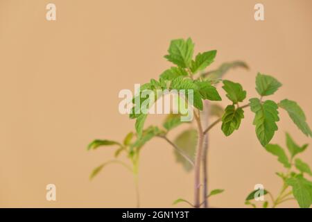 Tomatensämlinge in Torftabletten auf beigem Hintergrund.wachsende Sämlinge.Gartenbau und Landwirtschaft. Stockfoto