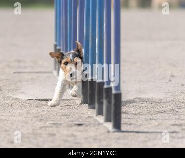 Nahaufnahme eines Jack Russell Terrier, der Slalom auf dem Agility Course des Hundes macht Stockfoto