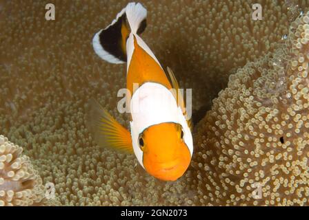 Sattelclownfisch (Amphiprion polymnus), auf Sattelteppich-Anemone (Stichodactyla haddoni), einer kurzententakelten Anemone, die schnell unter Th ziehen kann Stockfoto